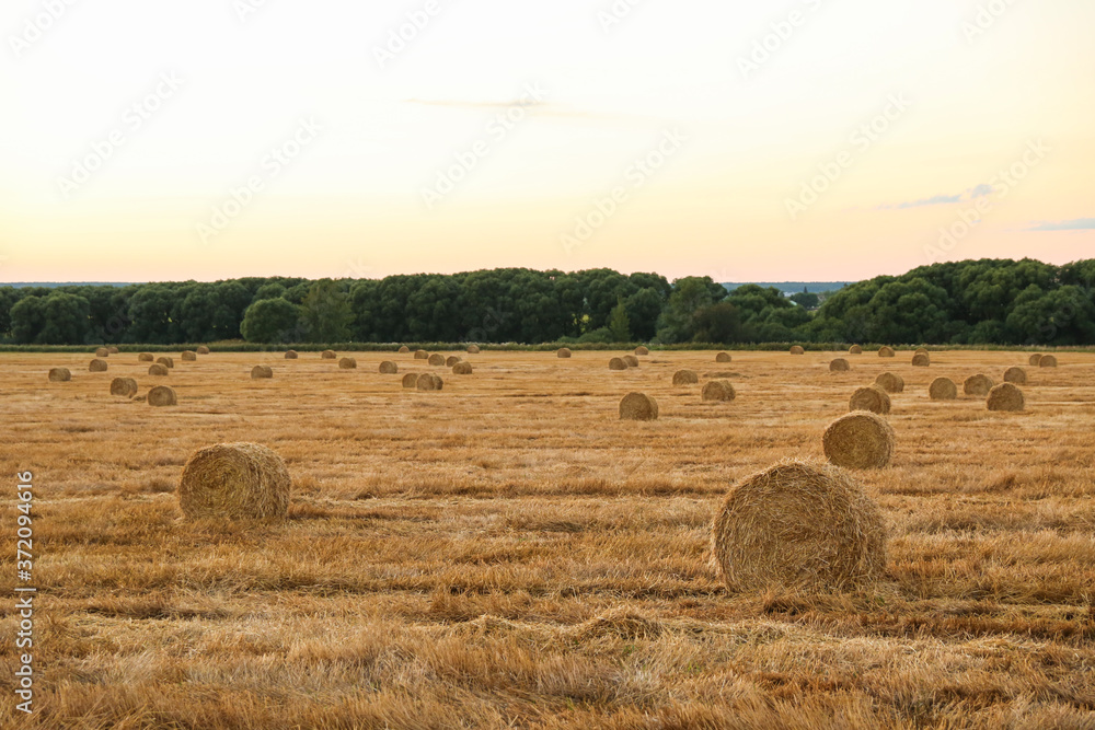 round haystacks on the golden field at sunset