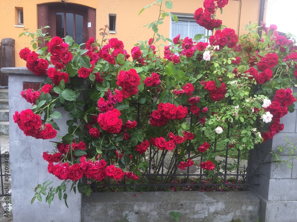 Naklejka premium flowers in the street