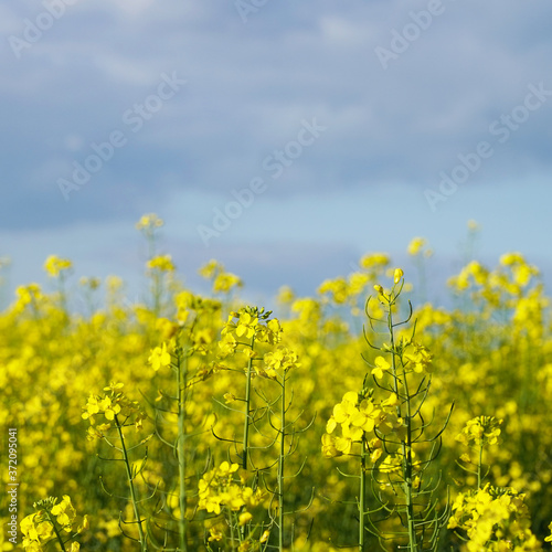 Bright injected landscape close-up of rapeseed field against blue sky, alternative biological energy, yellow flower field, natural background