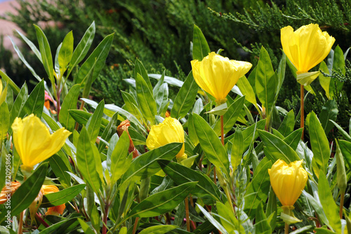 Oenothera biennis, or common evening primrose in a garden photo