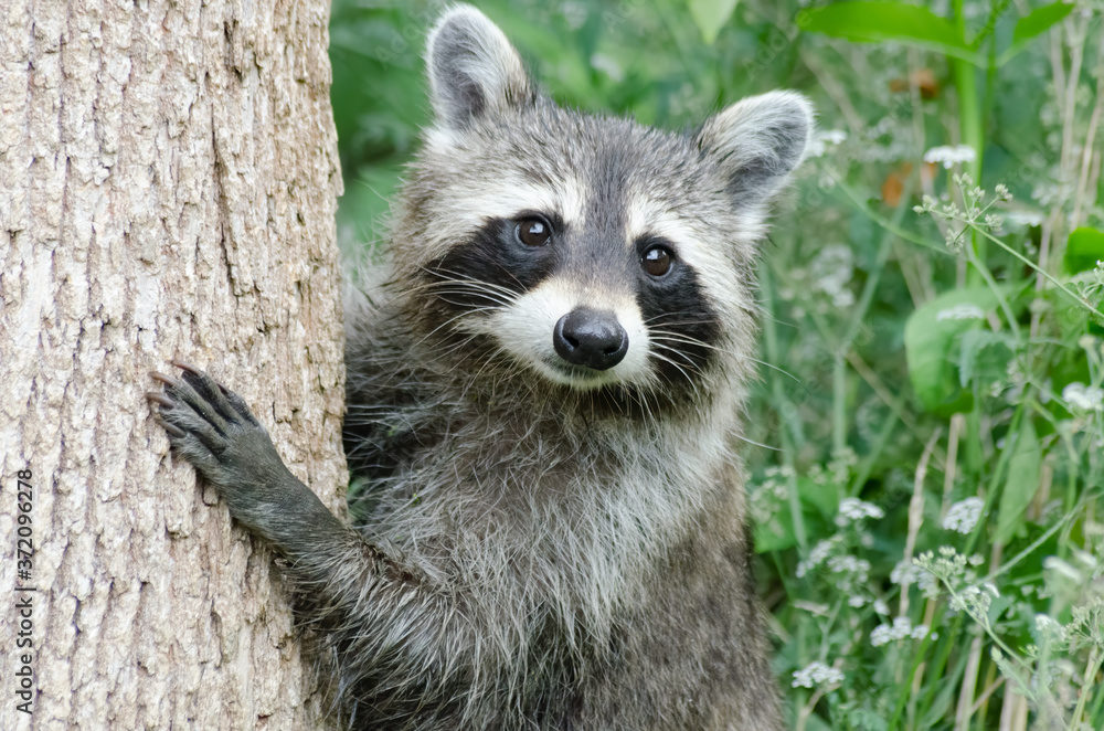 A raccoon in the woods climbing a tree