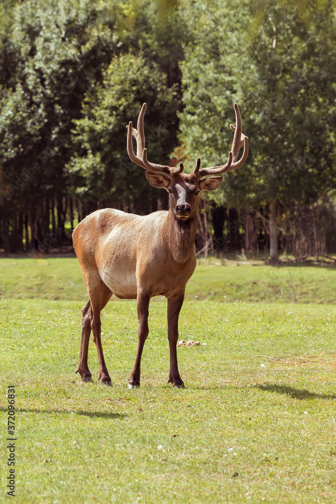 A beautiful adult deer with large antlers in a clearing in front of the forest. Wildlife in summer A beautiful adult deer with large antlers in a clearing in front of the forest. Wildlife in summer
