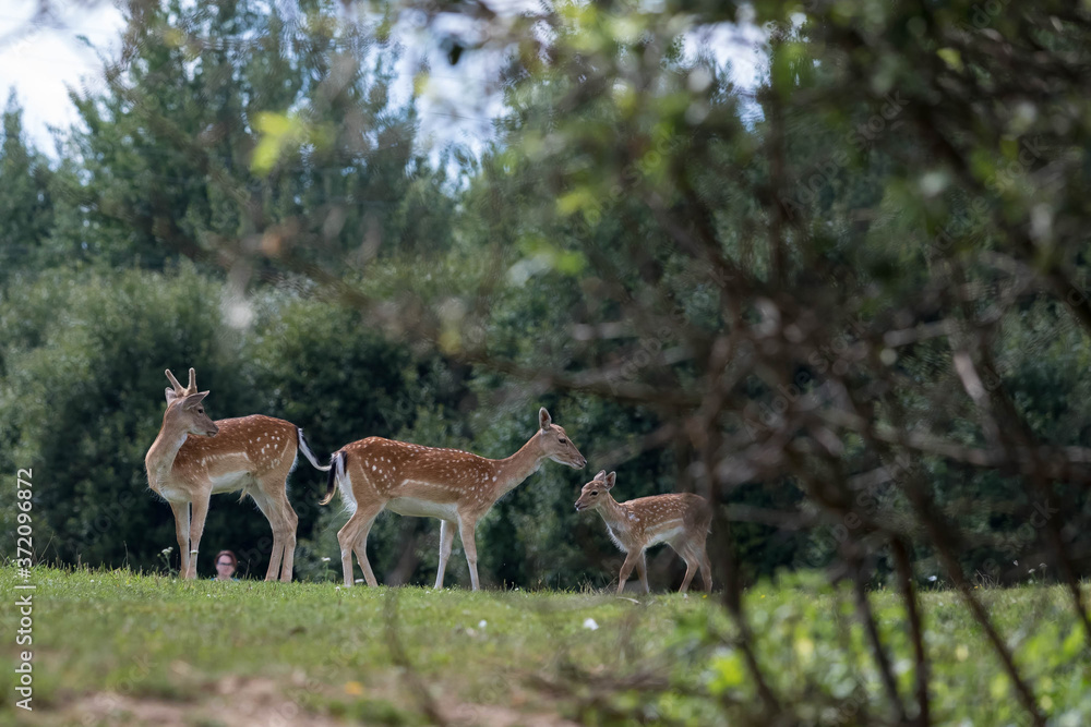 A group of female red deer with a cub in a clearing near the forest. A group of female red deer with a cub in a clearing near the forest.