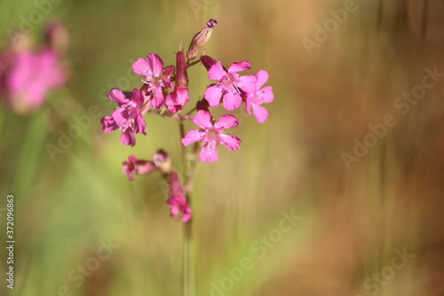 Amazing inflorescences of flower Viscaria vulgaris with pink petals on a sunny meadow in a summer day on a blurred green background. Wildflowers close up.  German Catchfly or Sticky Catchfly. 