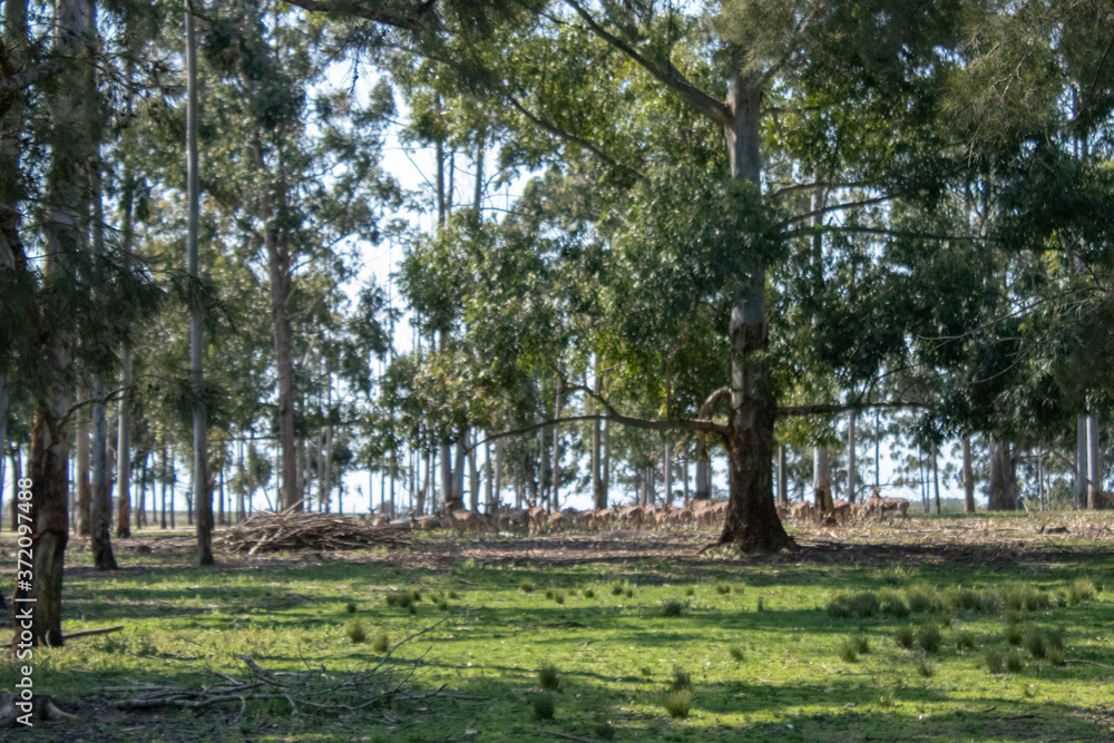 Obraz premium Campo verde