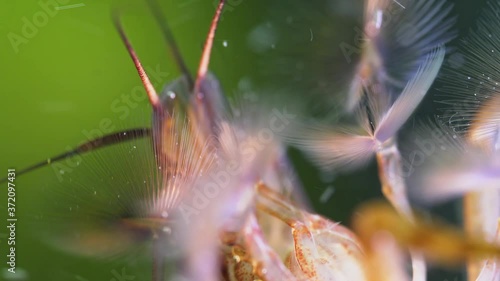 Macro shot of Freshwater Bamboo Shrimp eating process. Atyopsis moluccensis. photo