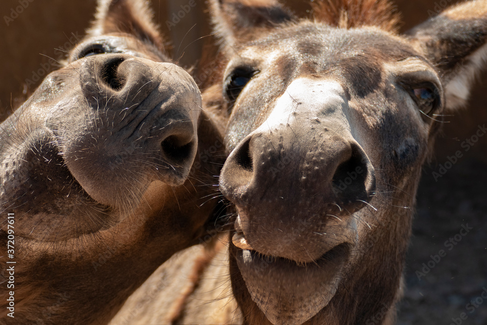 Two donkeys. Funny muzzles. Selfie concert. Animals in the zoo. Stock Photo | Adobe Stock Two donkeys. Funny muzzles. Selfie concert. Animals in the zoo. Stock Photo | Adobe Stock