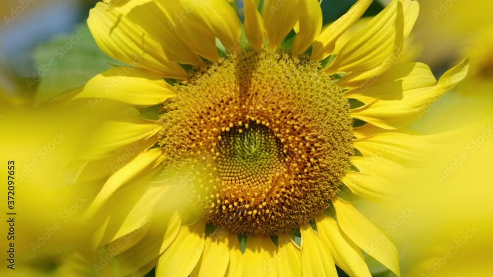 slow motion sunflower in bright summer sunlight. slow motion sunflower in bright summer sunlight.