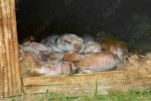 Baby rabbit. Wildlife animals background. A brood of newborn rabbits.