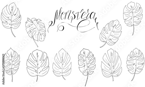 set of black and white monstera leaves and lettering for textile, print, raster copy