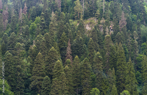 Close up of mountain forest in summertime. Texture of green trees on high ground.