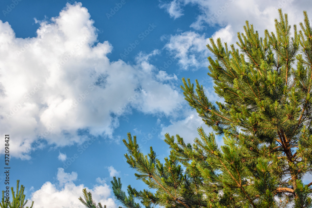 Fluffy white clouds on background of blue sky over the park. Fluffy white clouds on background of blue sky over the park.