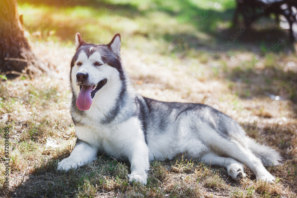 Beautiful Alaskan malamute  dog lying down on grass,trying to cool down in hot weather. He is sticking his tongue out. Selective focus, blank space