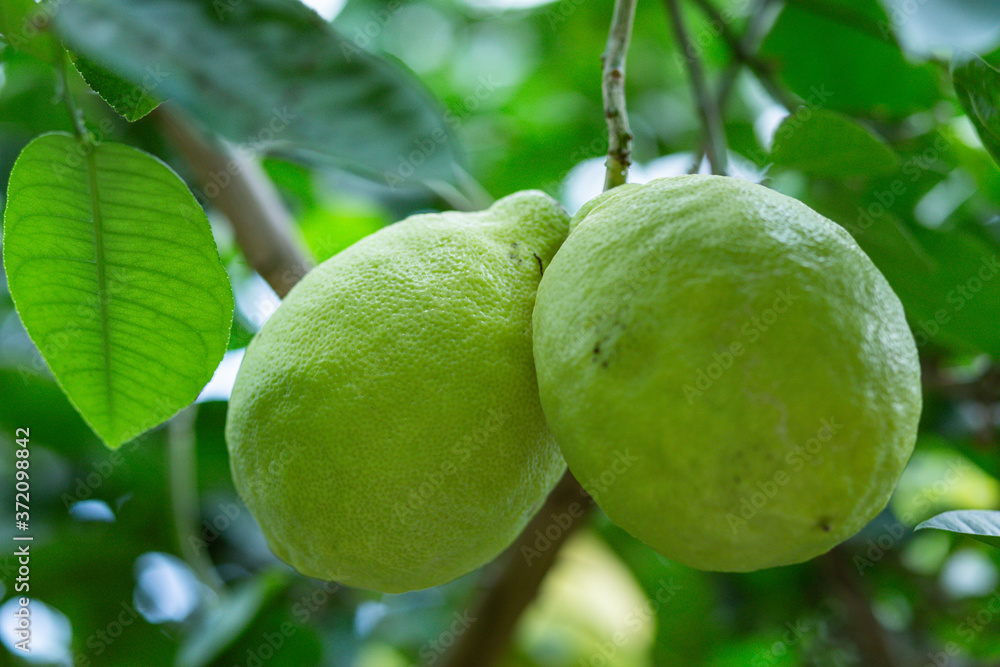 custom made wallpaper toronto digitalbig green lemon on a branch close up