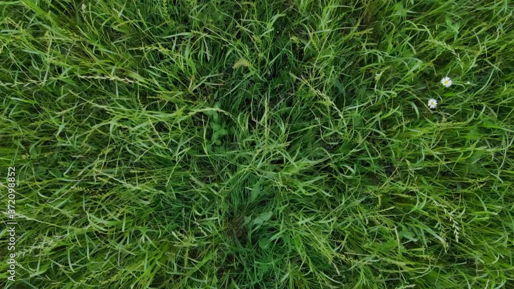 flying away from a field with grass flying away from a field with grass
