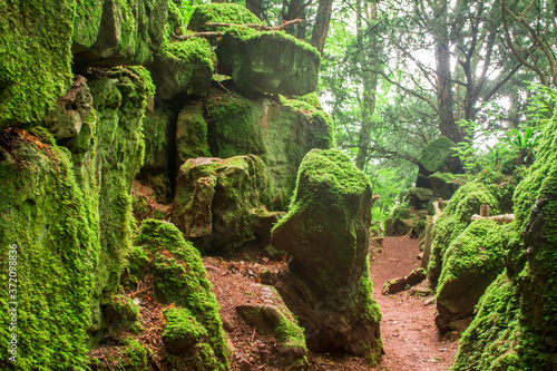 moss on the stone photo