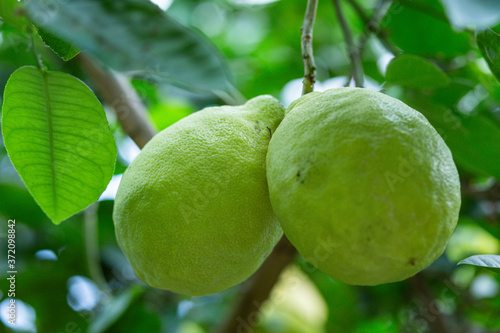 Wallpaper Mural big green lemon on a branch close up Torontodigital.ca