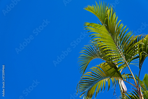 Blue sky and palm tree leaves