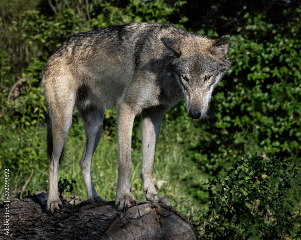Wolf in the Light of the Setting Sun Wolf in the Light of the Setting Sun