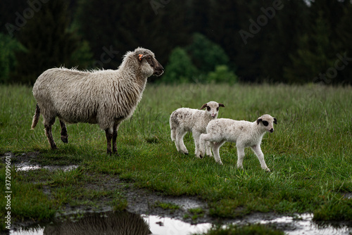 Fototapeta Naklejka Na Ścianę i Meble -  sheep and lambs