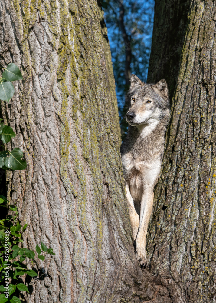 Obraz premium A wolf in a cottonwood tree at sunset