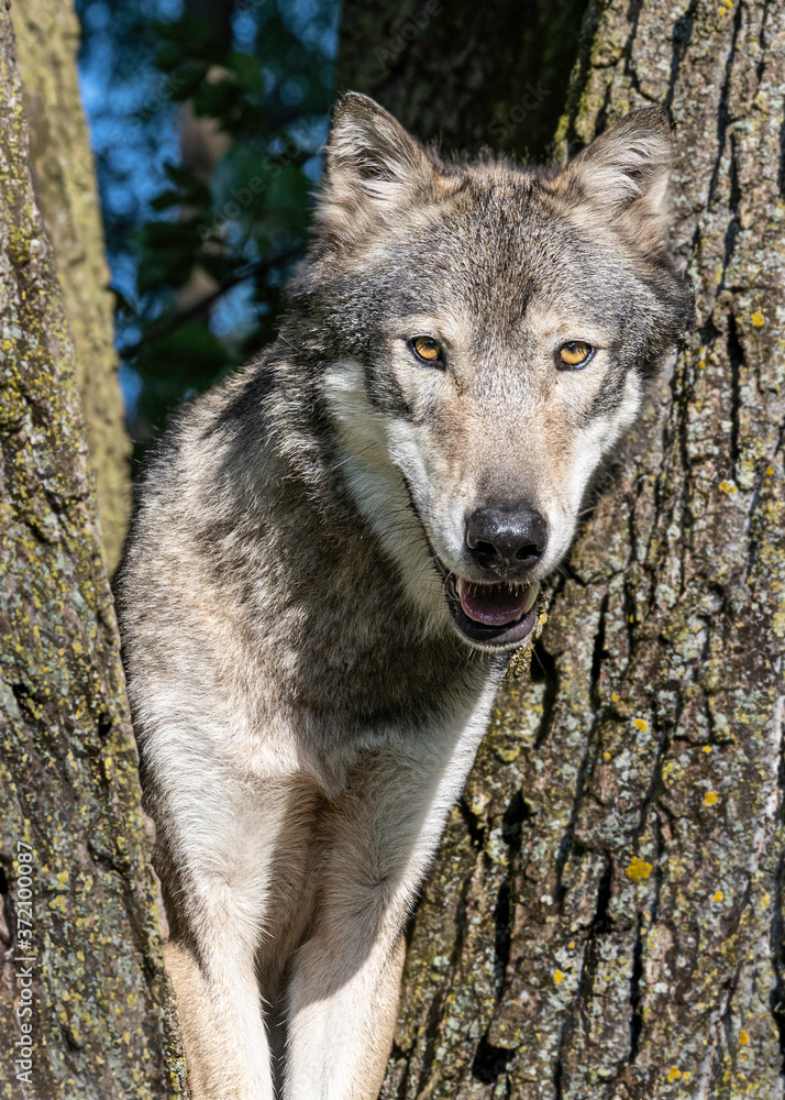 A wolf in a cottonwood tree at sunset A wolf in a cottonwood tree at sunset
