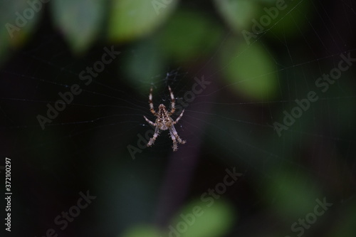 vista de una araña en su tela de araña