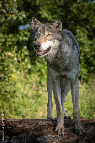 Wolf in the Light of the Setting Sun