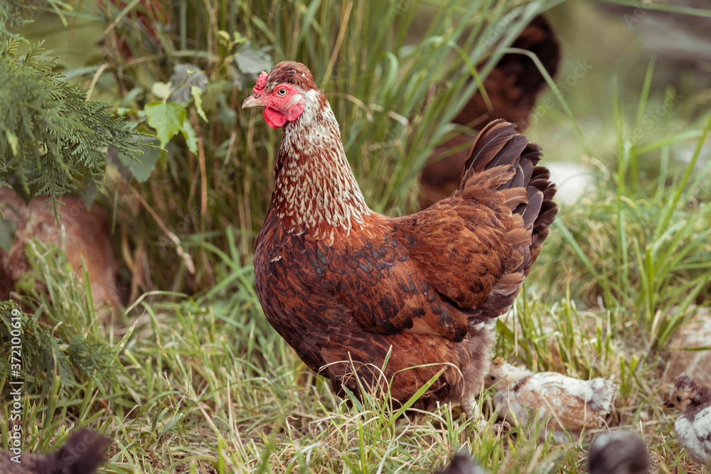 Fototapeta premium Black thoroughbred chicken with chickens on a walk in the village