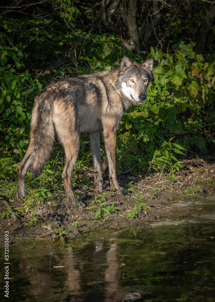 A wolf plays along the water's edge in the setting sun A wolf plays along the water's edge in the setting sun
