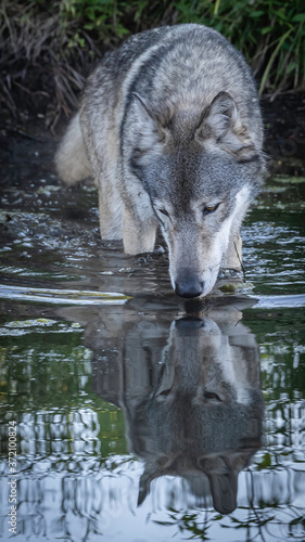 Wolf Playing Along the Water s Edge