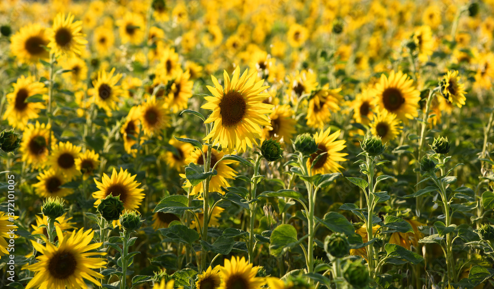 Sonnenblumenfeld Sonnenblumenfeld