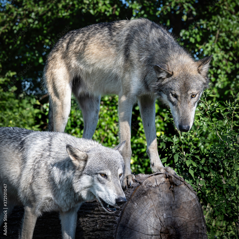 Obraz premium Two wolves in the light of the setting sun