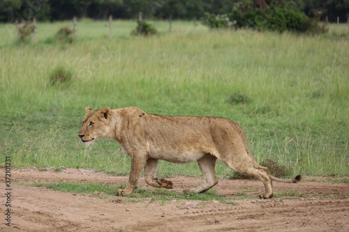 Lioness hunting in Kenya, Africa