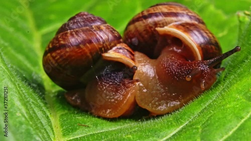 Macro shot of common snails on the leaf. Helix pomatia.
