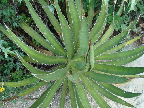 Planta espinosa photo