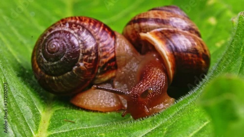 Macro shot of common snails on the leaf. Helix pomatia.