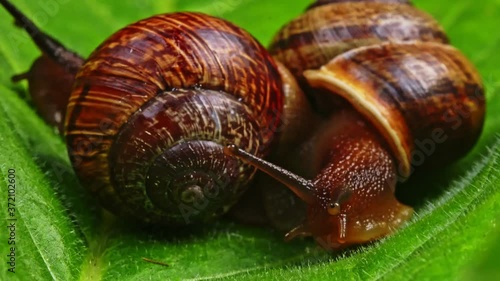 Macro shot of common snails on the leaf. Helix pomatia.