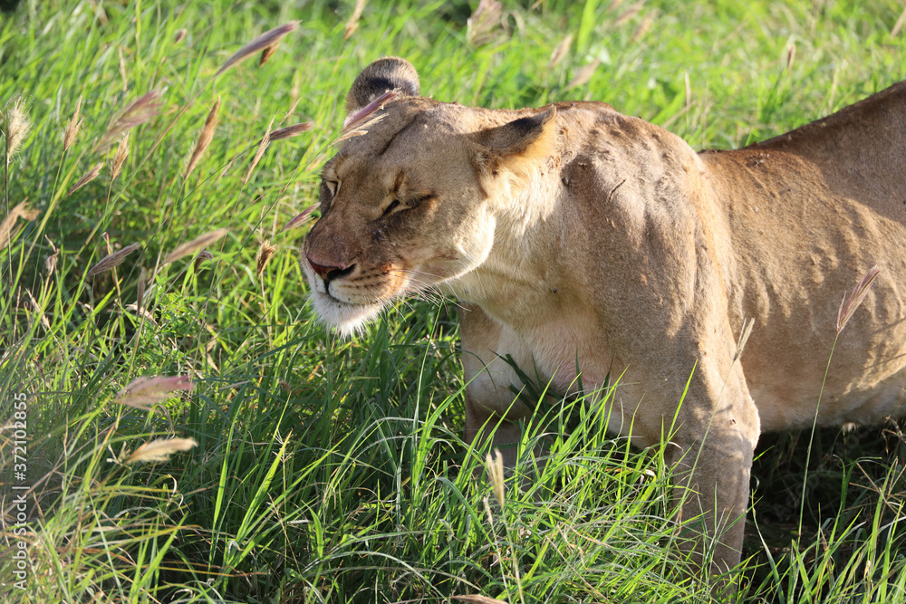 Lioness in tall grass in Kenya, Africa