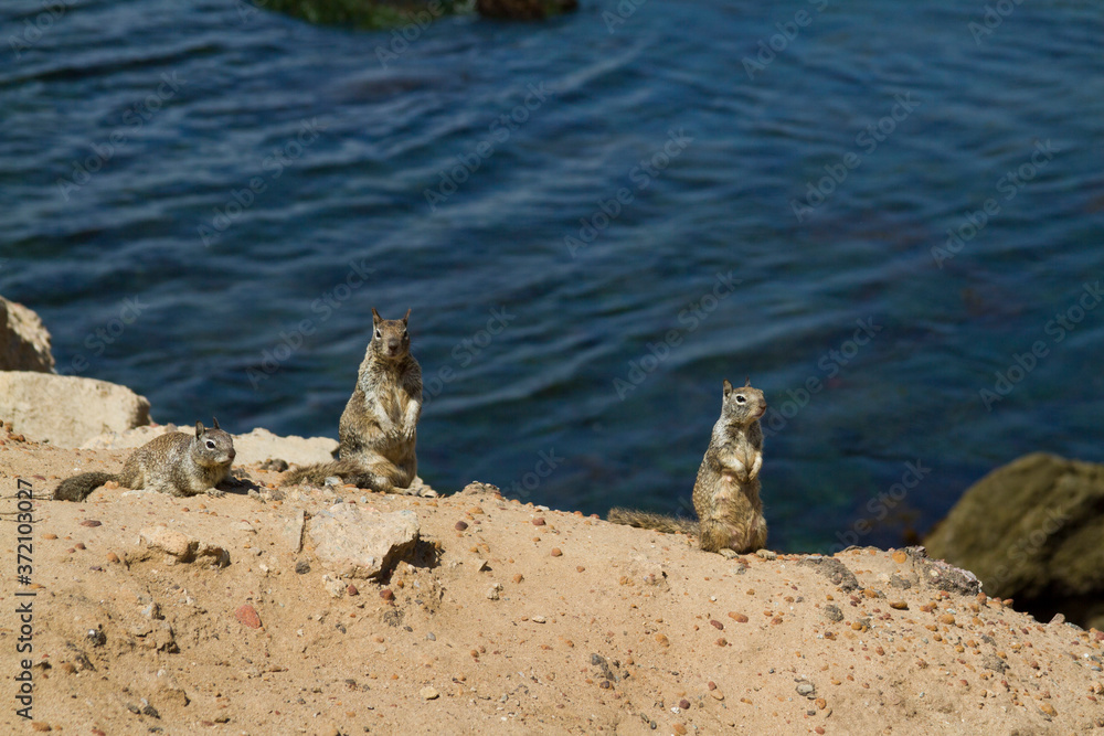 Obraz premium squirrels near water