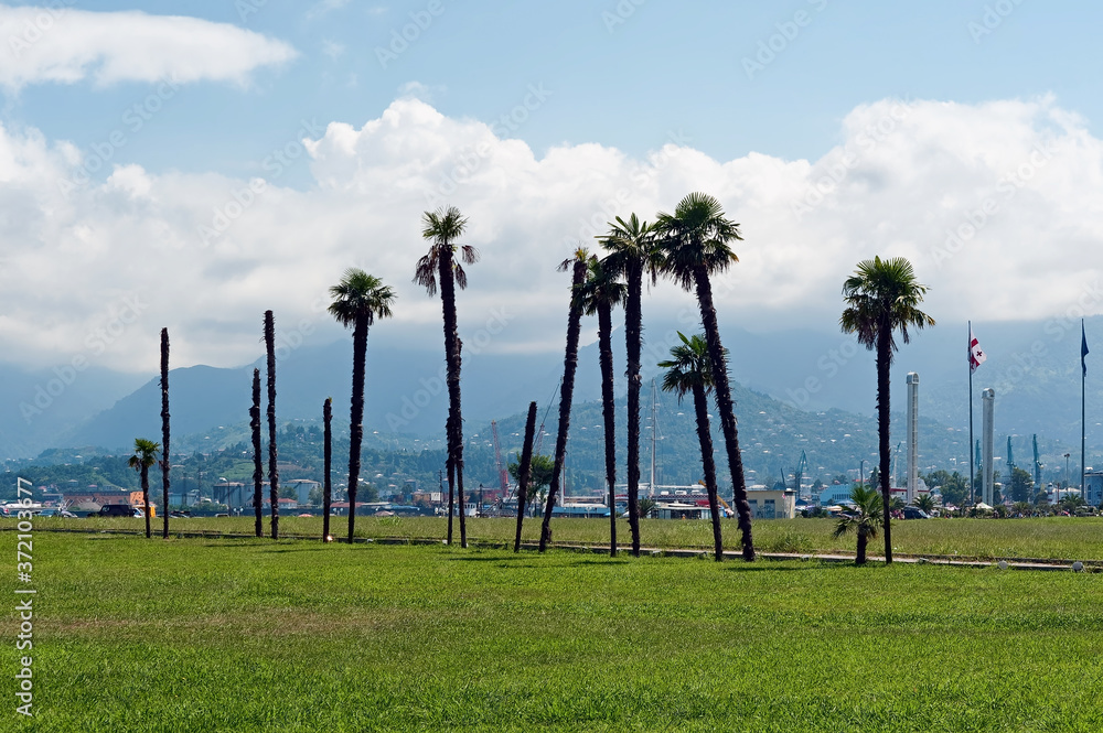 Batumi palm landscape in Georgia