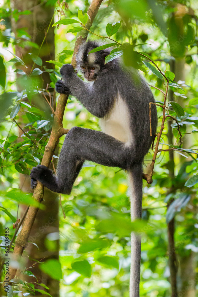 Naklejka premium Bukit Lawang, a jewel in the Sumatran jungle and home for the Orang Utan