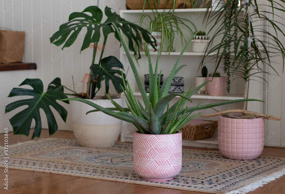 group of indoor  house pot plants with aloe vera  cactus and monstera plants