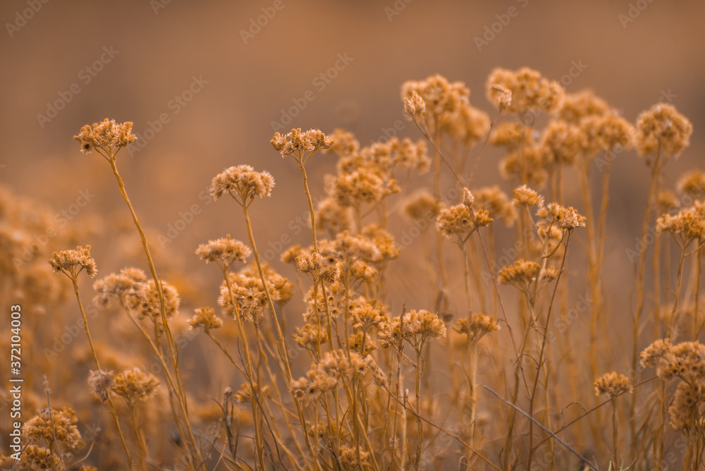 backlit summer ground plants in summer backlit summer ground plants in summer