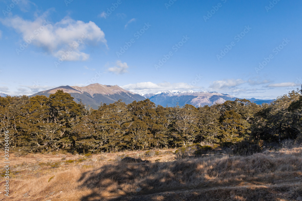 Southern beech forest in Nelson Lakes National Park, South Island, New Zealand