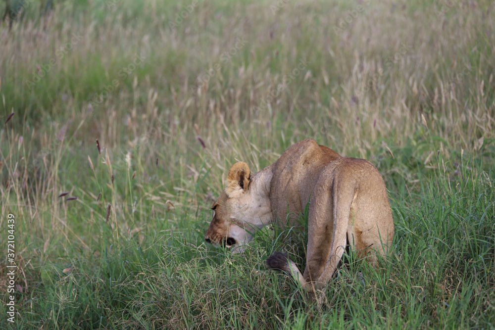 Lioness in tall grass in Kenya, Africa Lioness in tall grass in Kenya, Africa