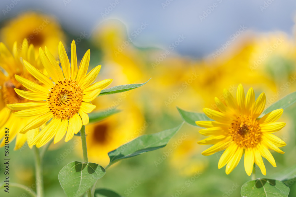 Fototapeta premium ひまわり 福岡県朝倉郡 Sunflower Fukuoka-ken Asakura-gun