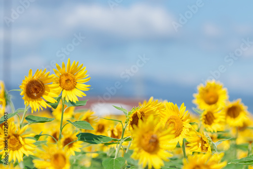                                     Sunflower Fukuoka-ken Asakura-gun