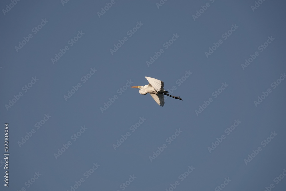 Obraz premium 大空を舞う白い鷺 その３