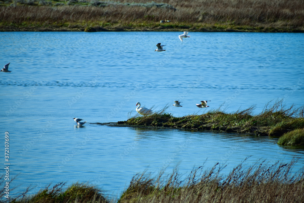 ducks on the lake
